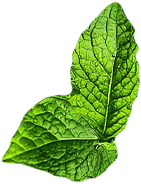 mint1.png